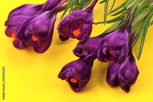 Crocus flowers in a pot with soil. On a white isolated background. Spring flower, purple, flower garden. Rose. Geocinth. irises.birthday. Valentine's Day. March 8. Holiday concept. Place for text photo