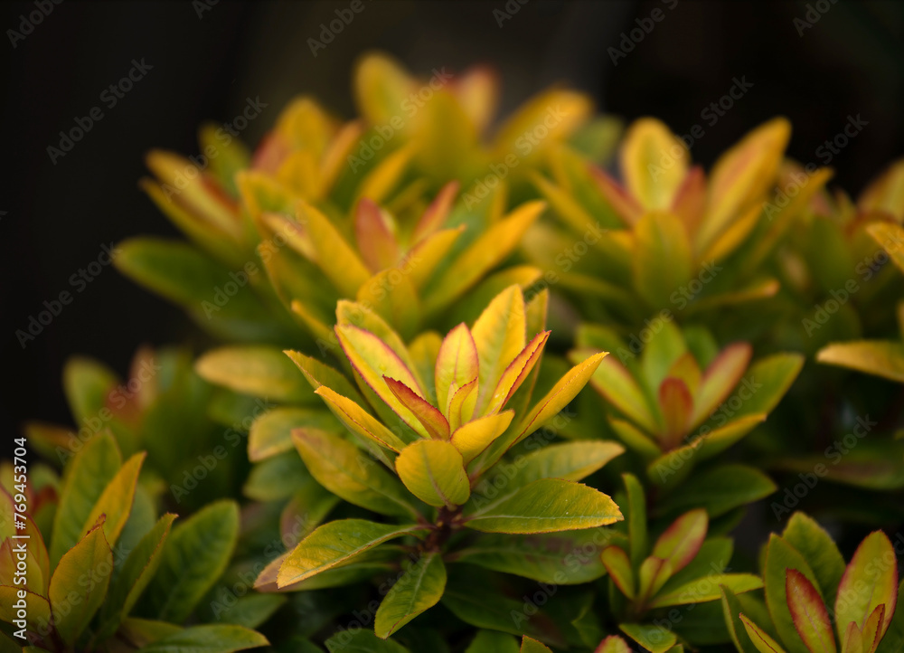 Escallonia 'Glowing Embers' plant in spring in the UK