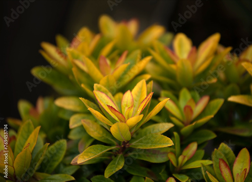 Escallonia 'Glowing Embers' plant in spring in the UK photo