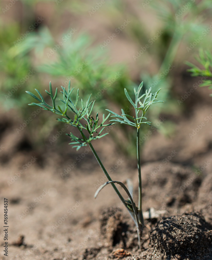 fresh dill greens with seeds as a background fresh dill greens with seeds as a background