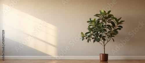 A houseplant in a flowerpot rests on a wooden floor inside an empty room, surrounded by the buildings walls and a few twigs from nearby trees