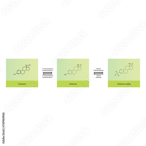 Diagram showing enzymatic transformation of steroid hormones - Oestradiol to Oestrone and Oestrone sulpfate. biochemical metabolic endogenous reaction.