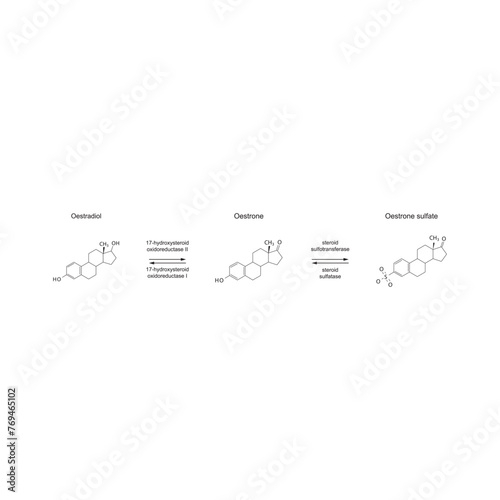 Diagram showing enzymatic transformation of steroid hormones - Oestradiol to Oestrone and Oestrone sulpfate. biochemical metabolic endogenous reaction.