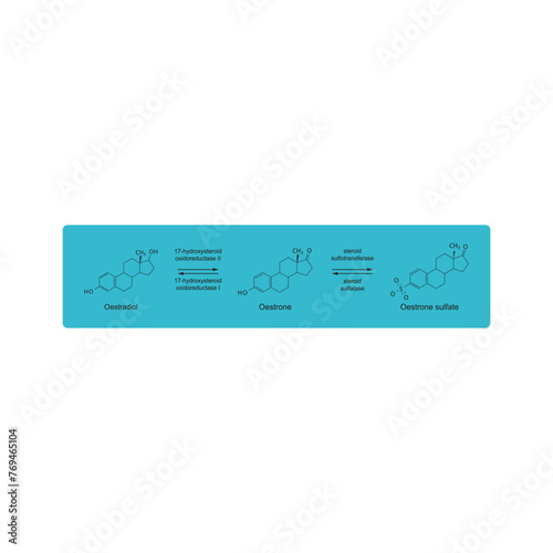 Diagram showing enzymatic transformation of steroid hormones - Oestradiol to Oestrone and Oestrone sulpfate. biochemical metabolic endogenous reaction.