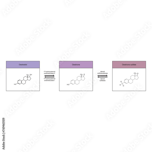 Diagram showing enzymatic transformation of steroid hormones - Oestradiol to Oestrone and Oestrone sulpfate. biochemical metabolic endogenous reaction.