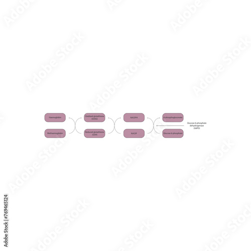 Diagram showing the role of G6PD enzyme in NADPH production. Physiological biochemical process illlustration.