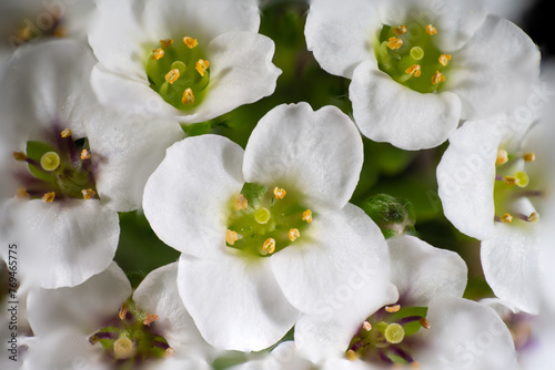 Sweet alyssum (Lobularia maritima) in full blooming in Japan in spring photo