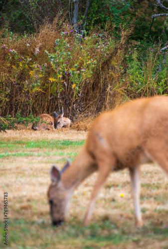 Fototapeta Naklejka Na Ścianę i Meble -  A Deer Doe at Fort Casey State Park on Whidbey Island, in Island County, Washington state