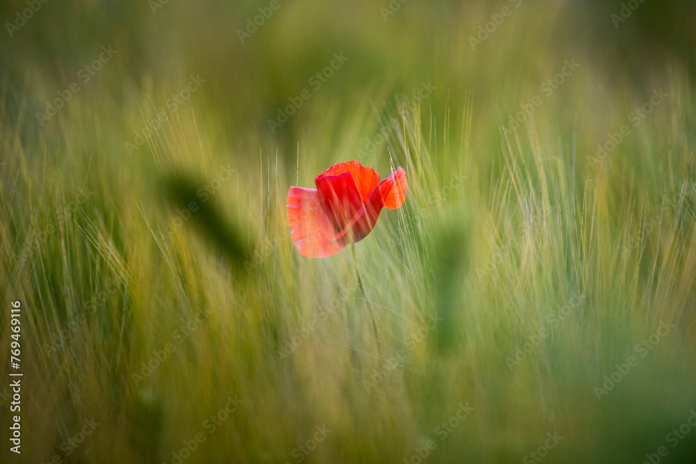Beautiful field of red poppies in the sunset light. Beautiful field of red poppies in the sunset light.