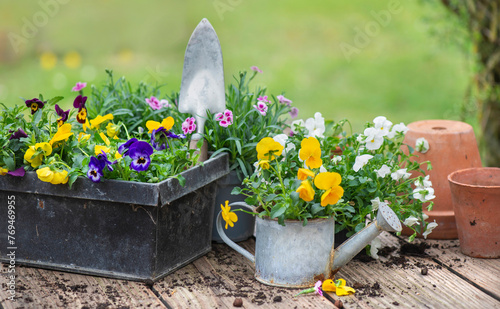 pretty and colorful spring flowers of carnation and violas  in  a decorative ...
