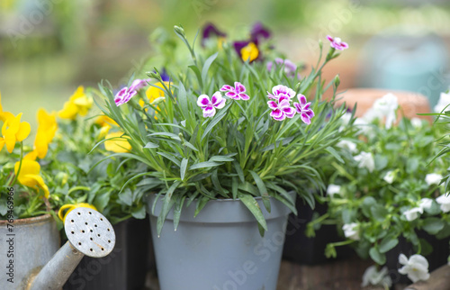 closeup on pretty and colorful spring flowers of carnation and violas  in pot