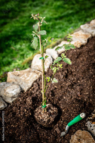 Small Blackberry rubus plant standing in a raised bed with soil, planting and cultivation