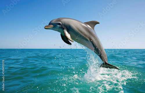 Dolphins jumping out of the water