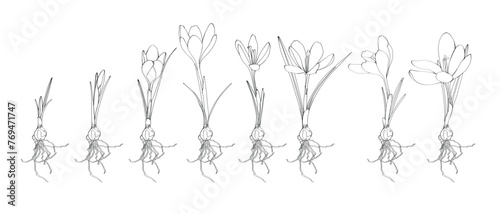Saffron graphic flower, simple illustration big set. Crocus germination from corm bulb to sprouts to flower. Set illustration with flowers bulbs. Life cycle phases evolution.