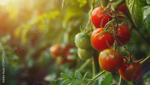 Sun-Kissed Tomatoes: Fresh Harvest in Organic Garden