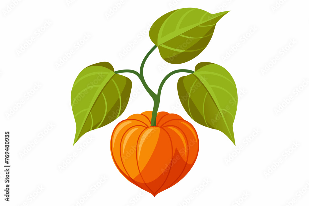physalis food vector illustration physalis food vector illustration