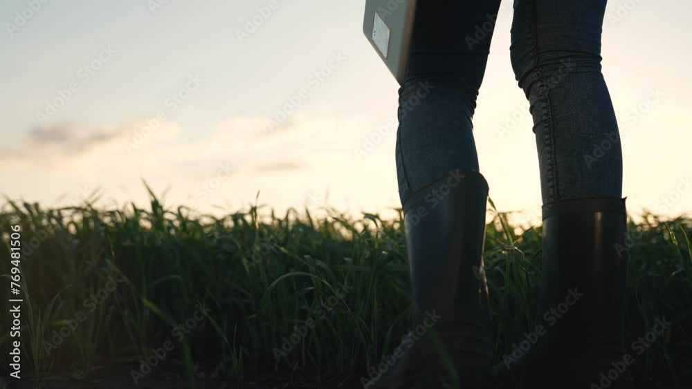 Agriculture.farmer walk through corn field in rubber boots with tablet.Woman agronomist modern technology in agricultural business.Young agronomist farmer walk through maize at sunset.green corn farm Agriculture.farmer walk through corn field in rubber boots with tablet.Woman agronomist modern technology in agricultural business.Young agronomist farmer walk through maize at sunset.green corn farm