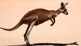 A Kangaroo With Its Hind Legs Coiled Ready To Lea
