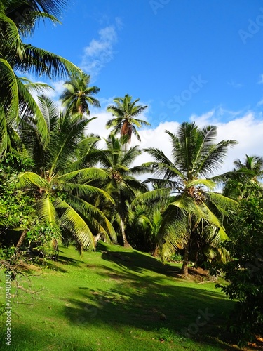 Seychelles  Mahe island  coconut palm  vegetation  shrub