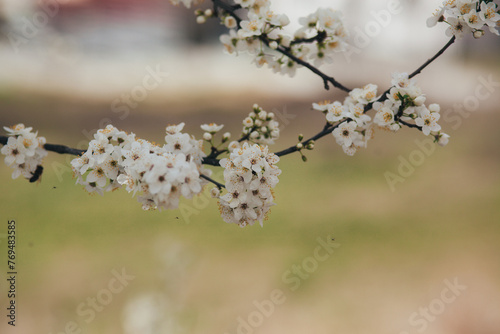 branch of blooming spring trees