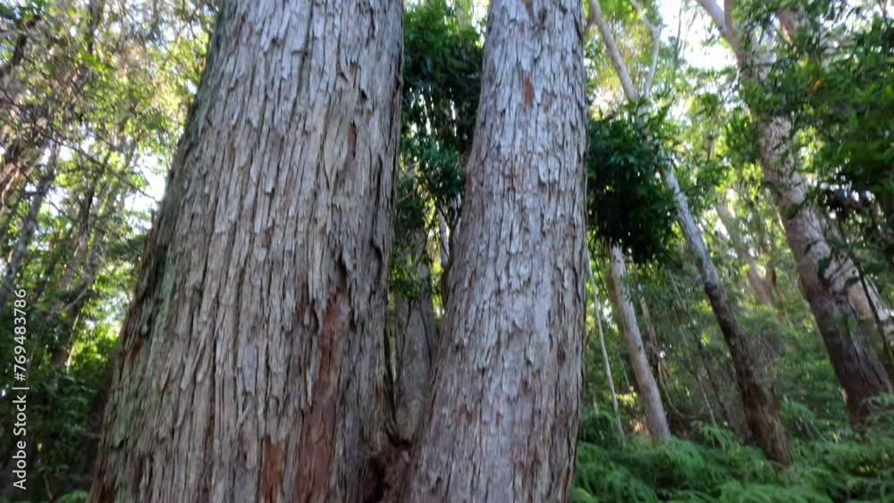 Forest Walk Through Towering Trees Forest Walk Through Towering Trees