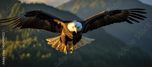 A sea eagle, part of the Accipitridae family and Falconiformes order, is soaring above a mountain range with its sharp beak and keen eyesight photo