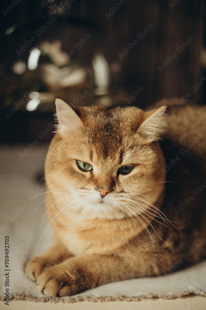 cute domestic a brown cat with green eyes and a pink nose