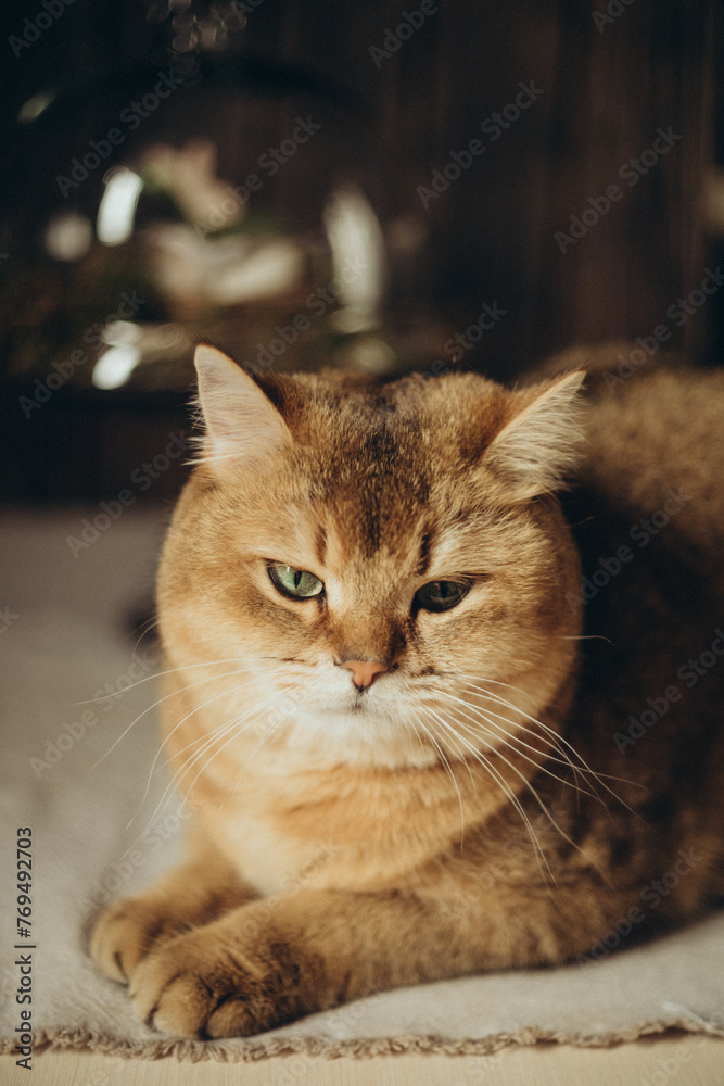 cute domestic a brown cat with green eyes and a pink nose cute domestic a brown cat with green eyes and a pink nose