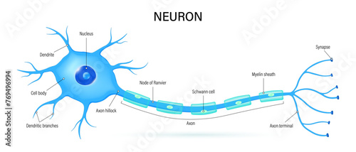 Neuron anatomy vector. Nerve cell diagram. Axon, dendrites and synapse.
