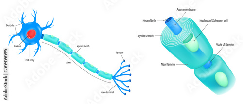 Neuron and components of the Myelin sheath vector. Anatomy of a typical human neuron.
Cell body, dendrite, Axon, Synapse, myelin sheath, node Ranvier and Schwann cell. photo