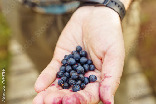 A handful of freshly picked wild blueberries in a man's hand smeared with blueberry juice photo
