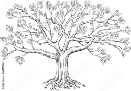 Sprawling family tree. Silhouette of an oak tree drawn in black and white graphics. Vector illustration.