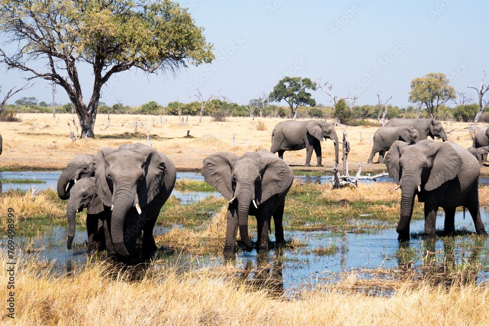 Obraz premium Elephant family with calf in the Okavango Delta