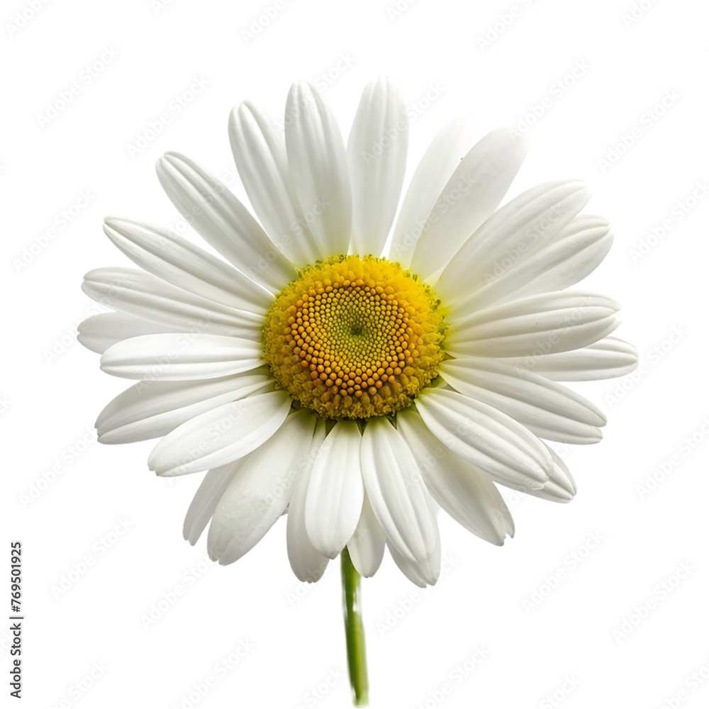 Beautiful white daisy flower isolated on transparent background.