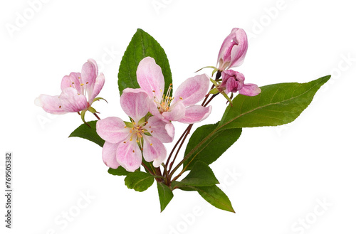 Twig of pink flowers and green leaves of Malus floribunda (profusely flowering apple) isolated on white or transparent background