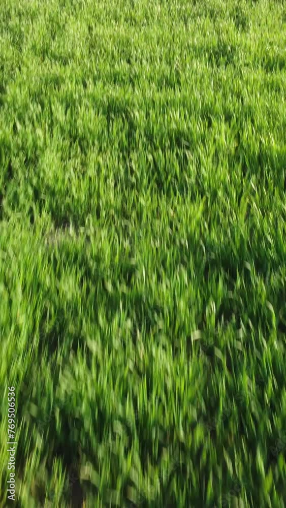 Aerial vertical view on green wheat field in countryside. Field of wheat blowing in the wind on sunset. Young and green Spikelets. Ears of barley crop in nature. Agronomy, industry and food production Aerial vertical view on green wheat field in countryside. Field of wheat blowing in the wind on sunset. Young and green Spikelets. Ears of barley crop in nature. Agronomy, industry and food production