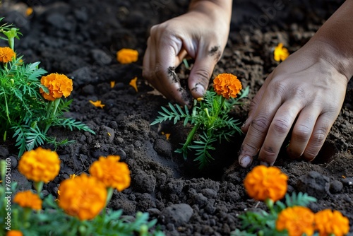 closeup of hands planting marigolds in soil