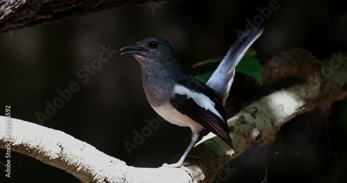 Under the shade chirping and wagging its tail as seen deep in the forest, Oriental Magpie-Robin Copsychus saularis, Thailand photo