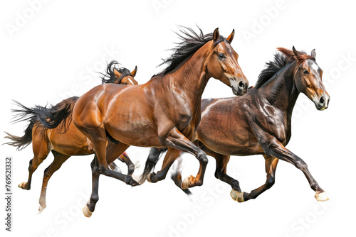 Three Brown Horses Running Side by Side © Yasir