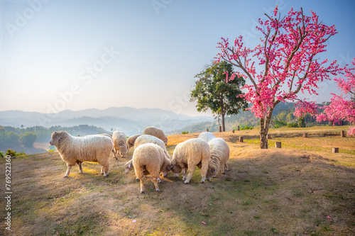 Flock of sheep on the mountain in the morning