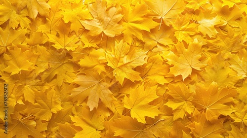 Background made of fallen yellow maple leaves © romanets_v