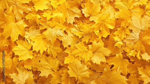 Background made of fallen yellow maple leaves