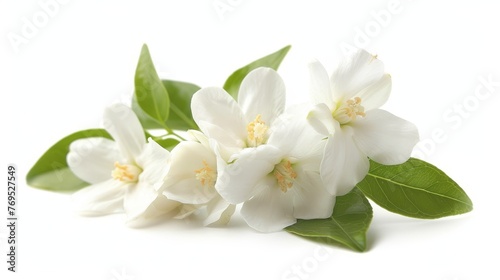On a white background, a jasmine flower is isolated