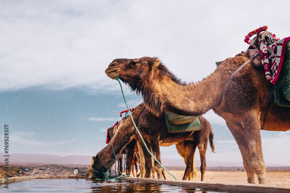 Naklejka premium Caravan camels drinking water in an oasis in Sahara desert Morocco