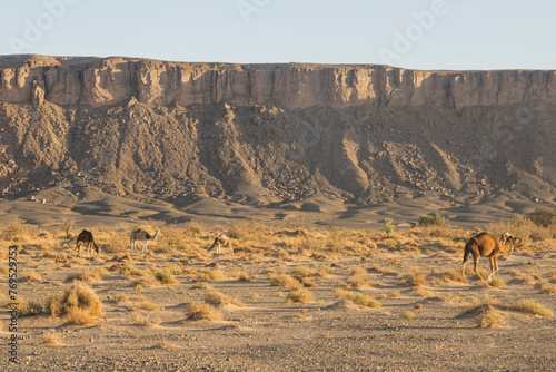 Wild camels herd on a sahara desert sand and blue sky. Africa, atlas mountains, Jbel Bani