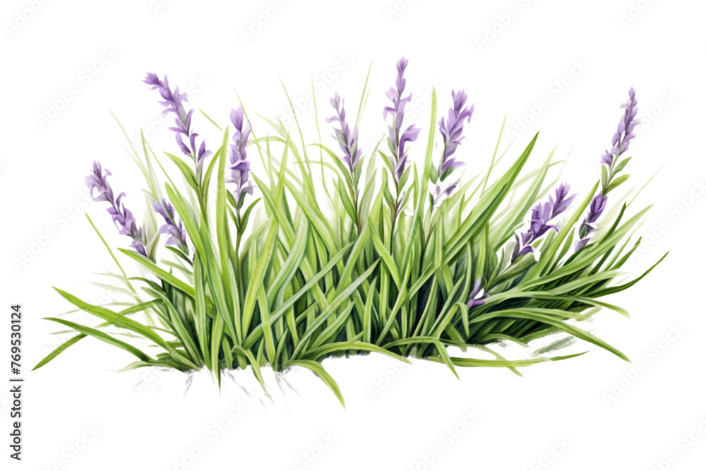 Blades-of-grass-and-lavender-sprigs-portrayed-with-hyper-realistic-details-in-a-watercolor-medium,-creating PNG transparent background generated by ai Blades-of-grass-and-lavender-sprigs-portrayed-with-hyper-realistic-details-in-a-watercolor-medium,-creating PNG transparent background generated by ai