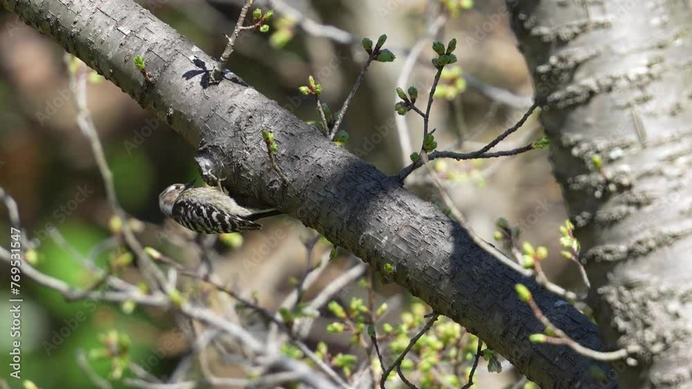 japanese pigmy woodpecker on a tree japanese pigmy woodpecker on a tree