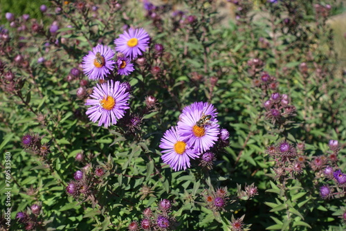 Bees pollinating purple flowers of New England asters in October