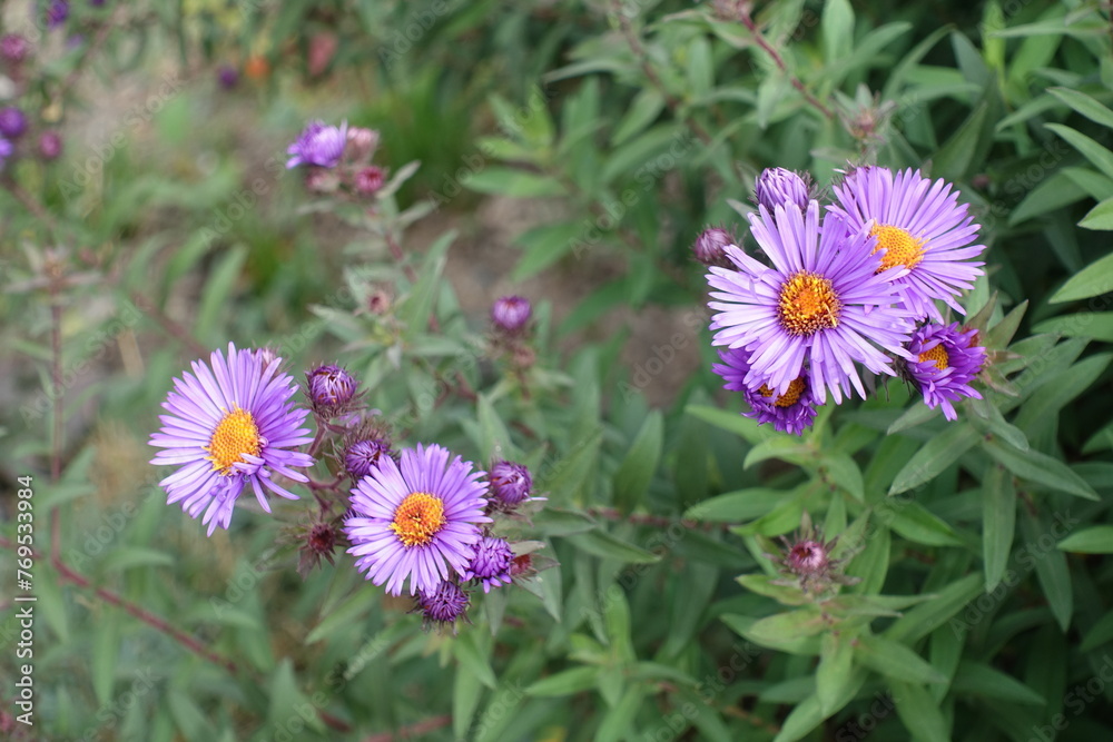 Close shot of purple flowers of New England asters in October Close shot of purple flowers of New England asters in October