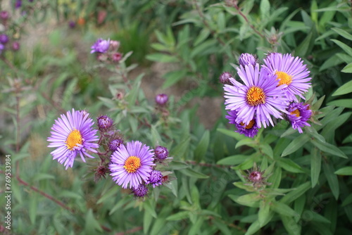 Close shot of purple flowers of New England asters in October